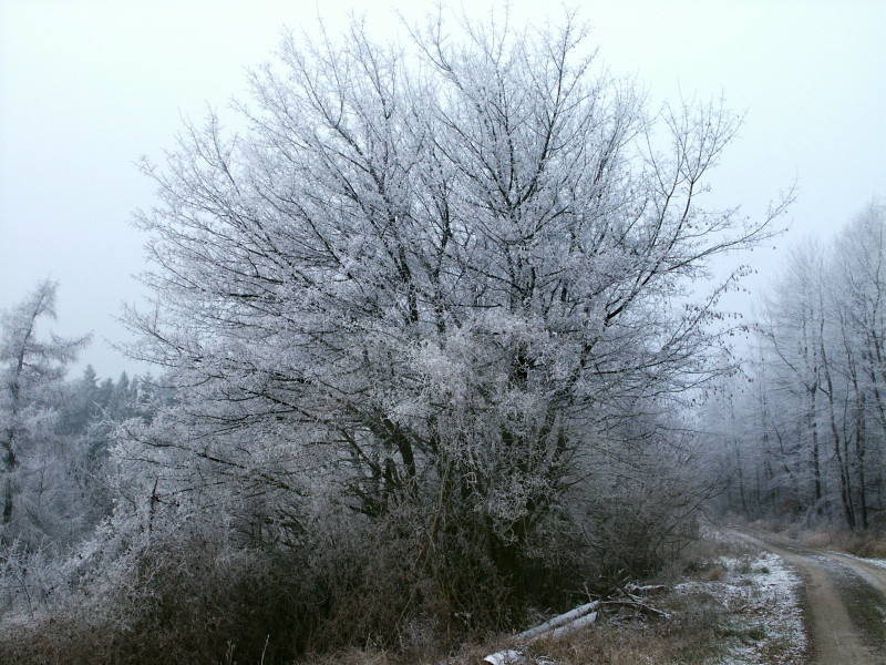 Kammweg_6