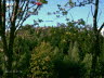Scharfenstein_0